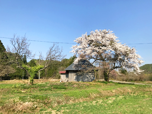 吉兵衛の桜