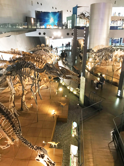恐竜博物館標本群