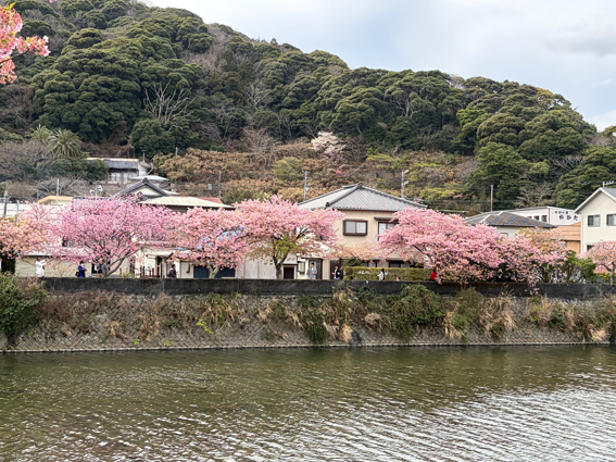河津桜